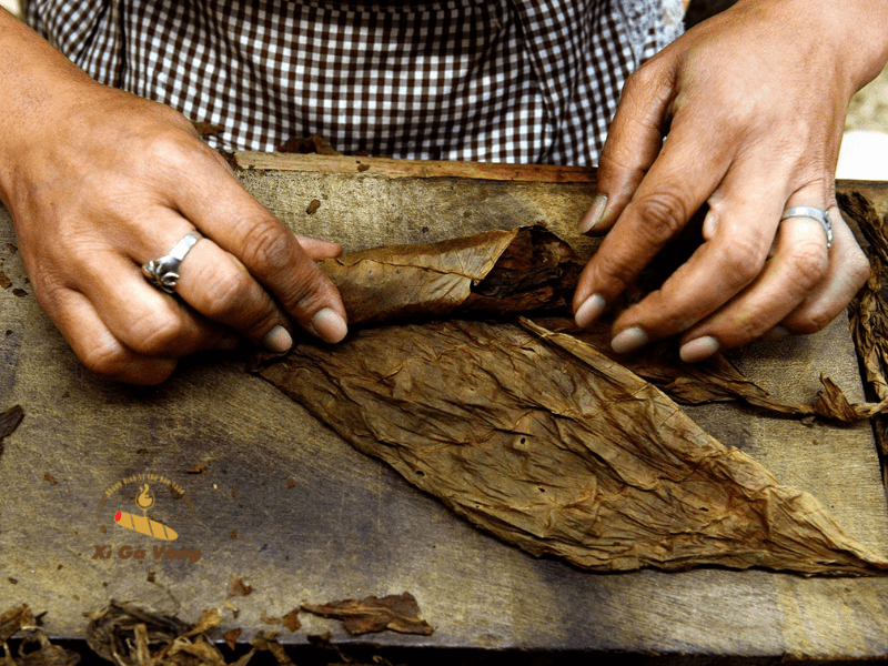 Ảnh hưởng của lá Maduro đến hương vị xì gà